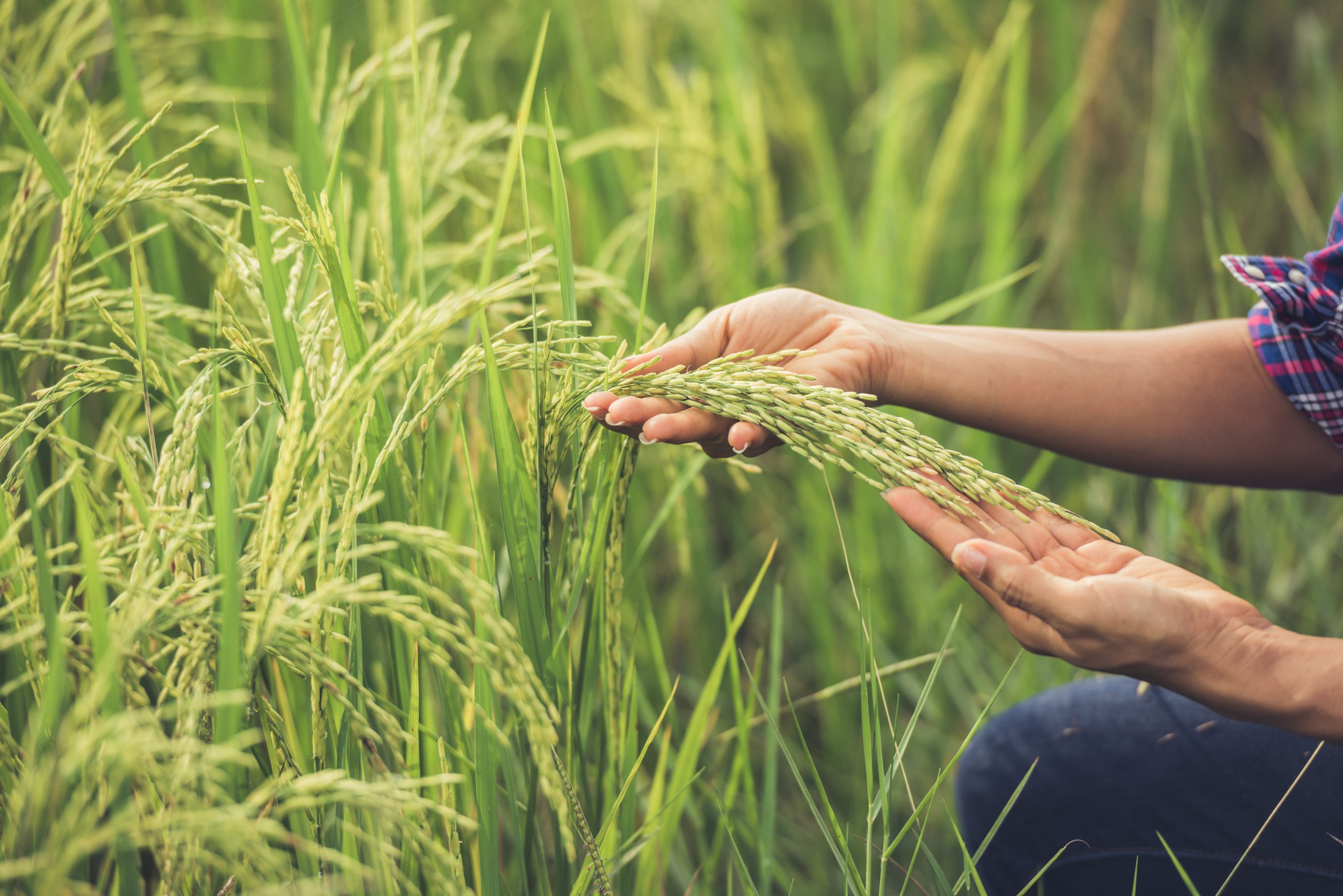 Maestría en Gerenciamiento de Negocios Agroindustriales | MAGNAGRO / Master in Agroindustrial Business Management | MAGNAGRO